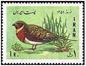  پرندگان ایرانی را ببینید قبل از اینکه