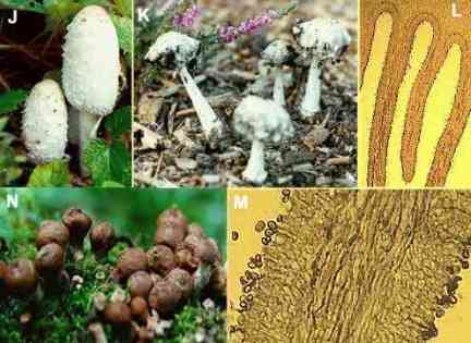 بیماریهای قارچی (میکوز) 