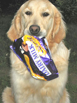 مسمومیت شکلاتی در سگها 