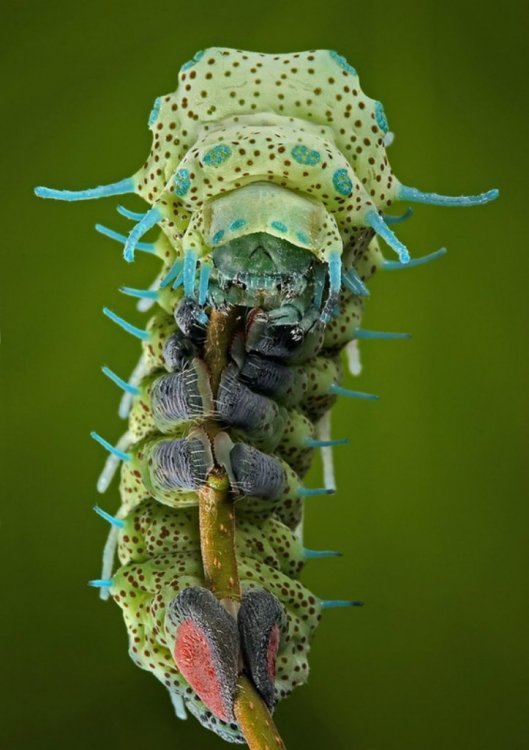 عکس های دیدنی از حشرات شگفت انگیز