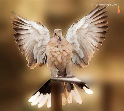 زیباترین عکس‌ها از پرنده‌ها!