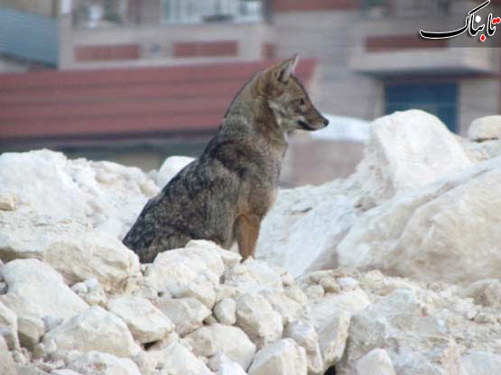 شغال شهری در شیراز/ تصویر