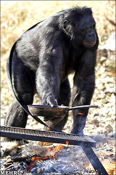 تصاویری تماشایی از شامپانزه ای که آشپزی می کند 