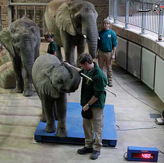 تست وزن یک بچه فیل در باغ وحش/ تصویر