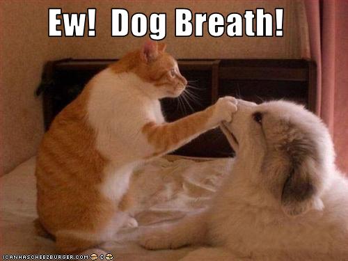 از بین بردن بوی بد دهان سگ 