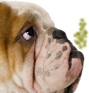 از بین بردن بوی بد دهان سگ 