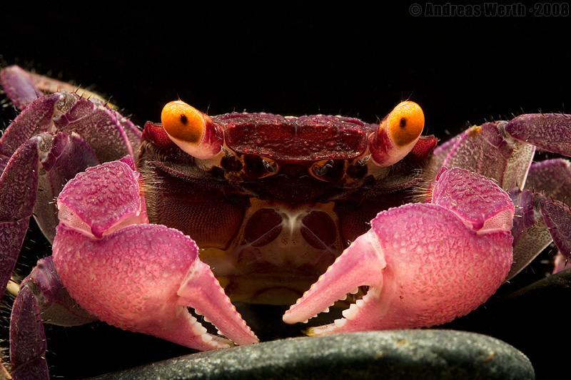 خرچنگ خون آشام Vampire Crab
