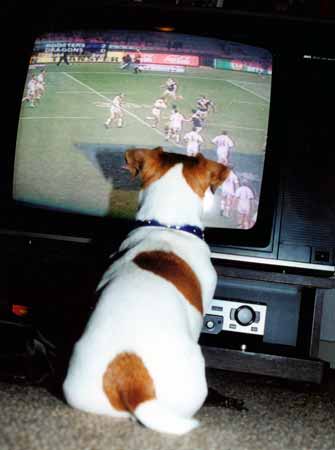 آیا سگ ها میتوانند تلویزیون تماشا کنند؟
