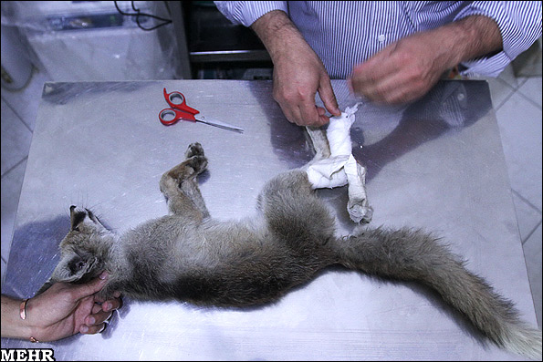 نجات جان یک قلاده روباه توسط دامپزشکان دانشکده دامپزشکی دانشگاه آزاد کرج + عکس 