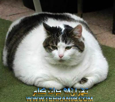 یک گربه چاق با رژیم غذایی وزن خود را کم می کند!+عکس