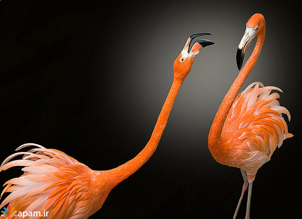 عکس هایی جالب و زیبا از انواع پرندگان