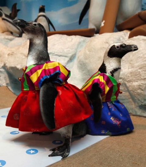 عکس/پنگوئن با لباس سنتی!
