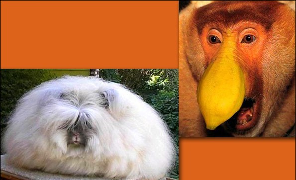 10 حیوان بسیار عجیب دنیا! + تصاویر
