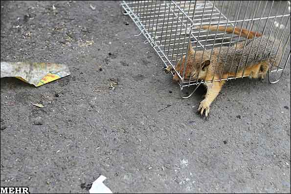 مرگ سنجاب ها برابر با نابوی جنگل سنجاب نخرید 