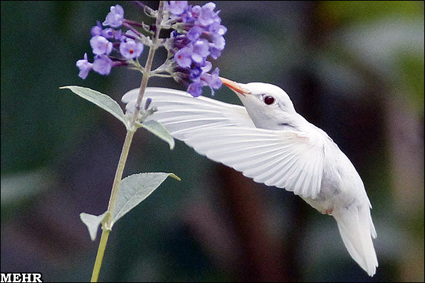کشف پرنده ای بی رنگ از پرنده ای رنگارنگ!! + تصاویر  