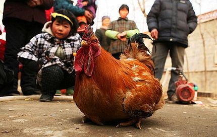 خروس تخم گذار در چین 
