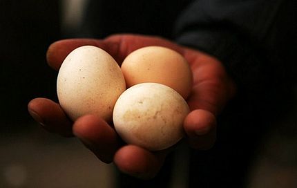 خروس تخم گذار در چین 