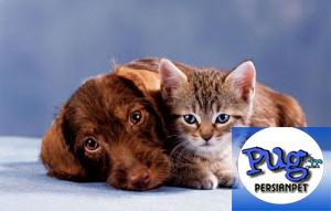 بیماری التهاب گوش خارجی سگ و گربه