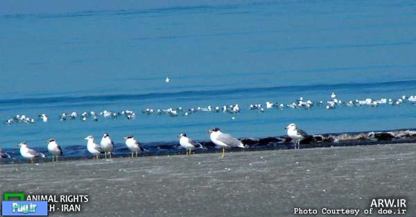 ایستگاه پرنده نگری در سواحل پارک ملی دریایی نای بند