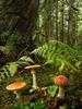 جنگل‌های بارانی و زیبایی‌های بهشت روی زمین/ گزارش تصویری