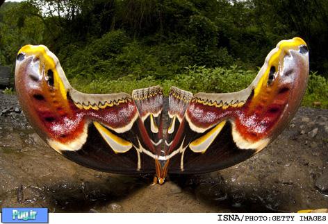 بزرگترین پروانه ی جهان 1