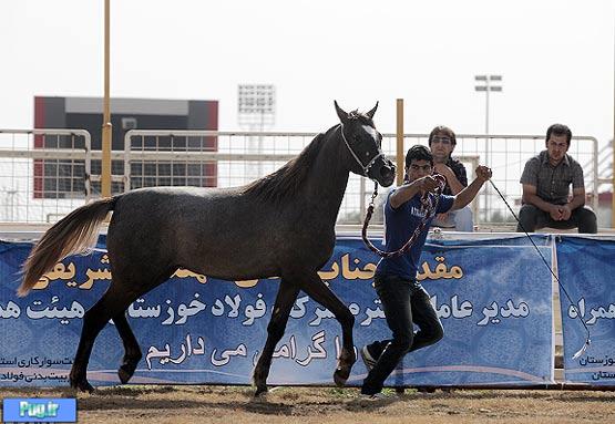 جشنواره زیبایی اسب در اهواز/ تصویری
