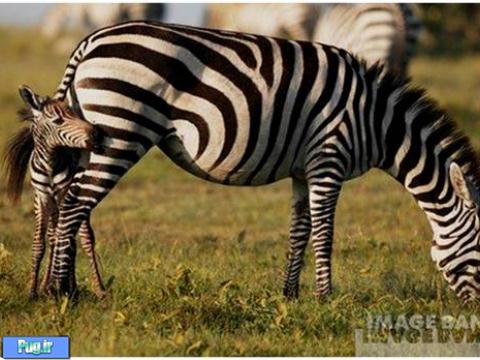 thumbs zebra Pictures of Baby Animals