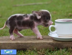 بچه خوک بامزه که قهوه دوست دارد 