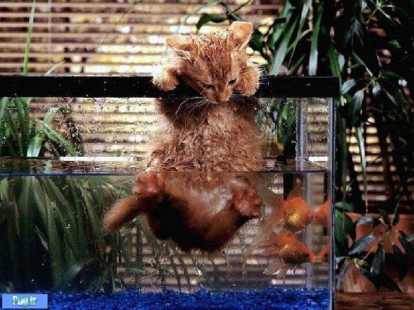 گربه در گیر با ماهی