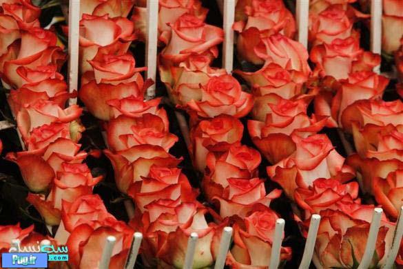تصاویر کارخانه ی گل های رز در کلمبیا