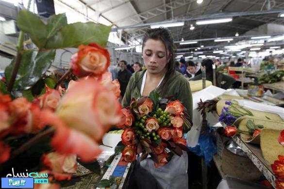 تصاویر کارخانه ی گل های رز در کلمبیا