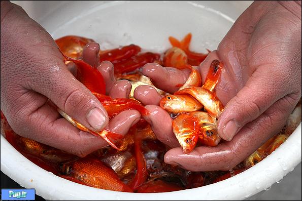 آزار ماهی های قرمز در آستانه نوروز/ تصویری