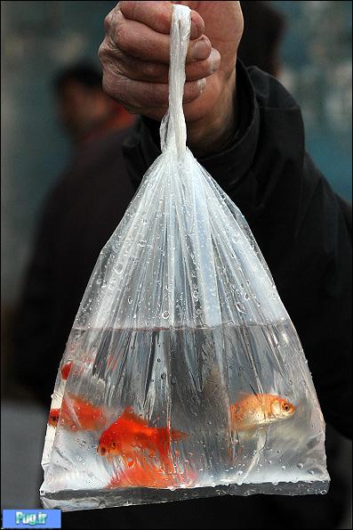 آزار ماهی های قرمز در آستانه نوروز/ تصویری