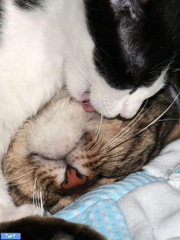 www.FunRoz.Com | عکسهای عاشقانه رمانتیک گربه های نازنازی