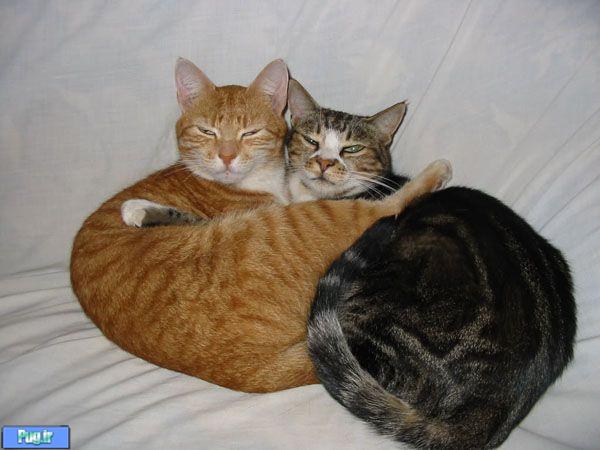 www.FunRoz.Com | عکسهای عاشقانه رمانتیک گربه های نازنازی