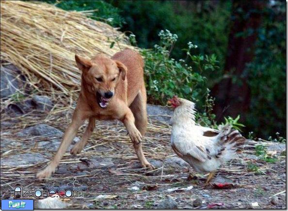 مرغی که با شجاعت جوجه اش را نجات داد