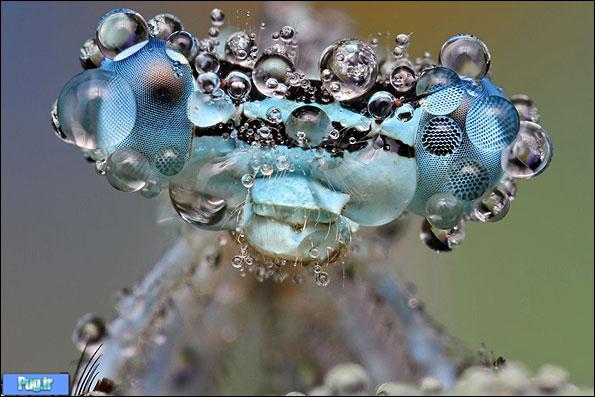 تصاویر میکروسکوپی حشرات باران خورده/ باران چه بر سر حشرات می‌آورد!