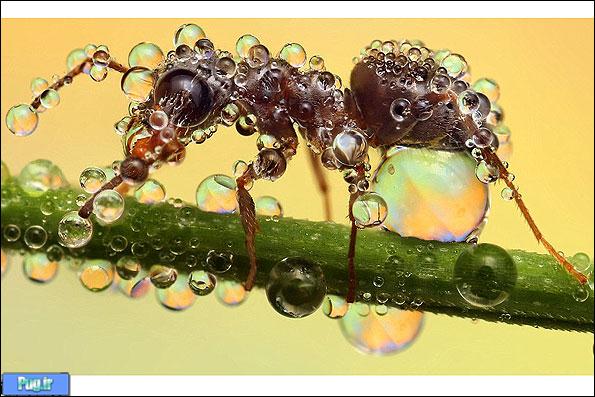 تصاویر میکروسکوپی حشرات باران خورده/ باران چه بر سر حشرات می‌آورد!