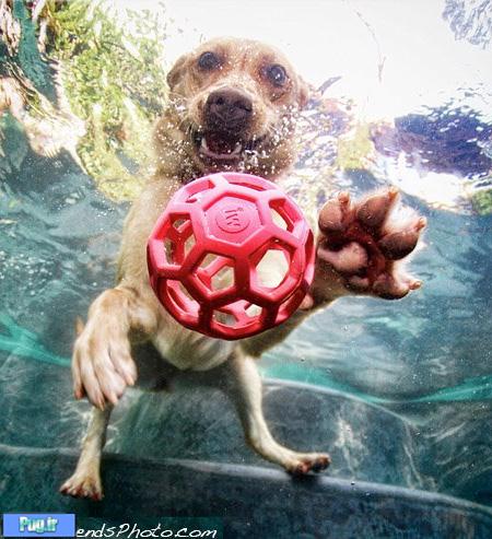 Diving Dogs Photos
