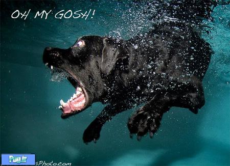 Swimming Dog by Seth Casteel