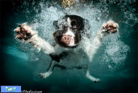 Swimming Dogs