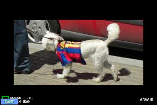 سگی با پیراهن “مسی” دردسرساز شد/ تصویر