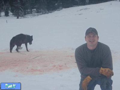 جنجال قتل عام گرگها در آمریکا 
