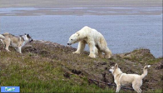 فراری دادن خرس قطبی توسط سگ 