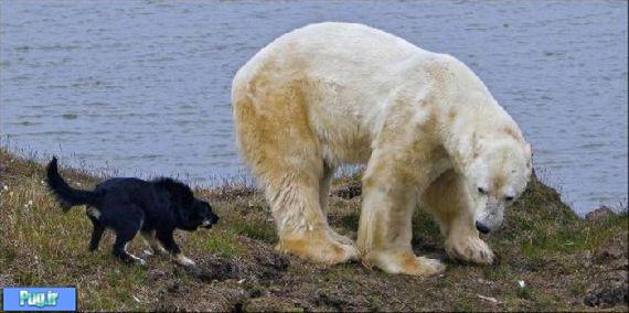 فراری دادن خرس قطبی توسط سگ 