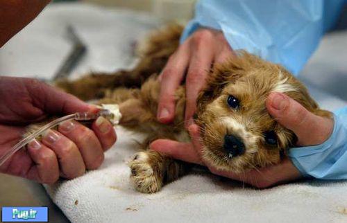بیماری گاستریت(ورم معده)در سگها