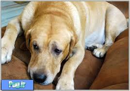 بیماری گاستریت(ورم معده)در سگها