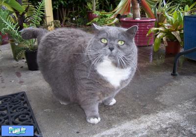 علل چاقی و خطرات ناشی از آن در گربه ها