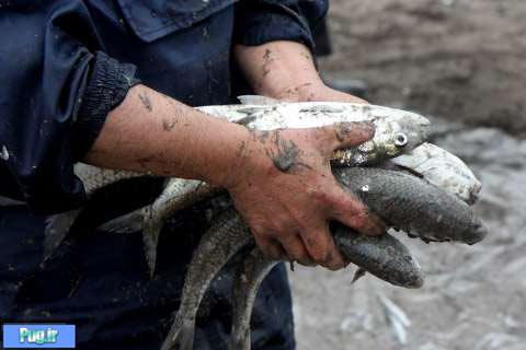   آخرین روزهای فصل صید ماهیان استخوانی دریای خزر