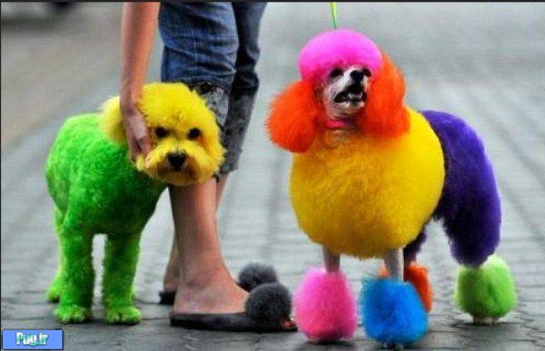 عکس از سگ هایی که رنگ آمیزی شده اند 